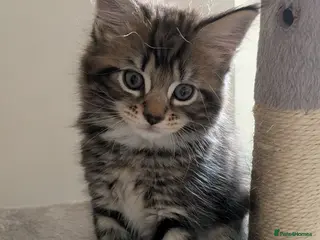 Mixed Breed cats Maincoon/BSH x BLH Kittens - Advert 1