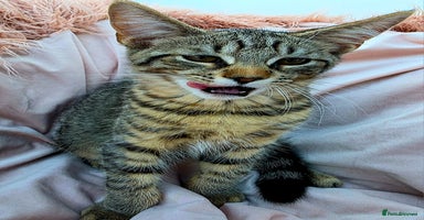 Mixed Breed cats - Advert 7