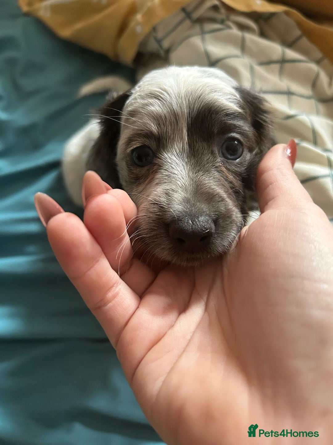 Dachshund dogs for sale:  **  sale of rear Dachshund Puppies  - Advert 34