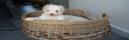 Schnoodle dogs for sale: Beautiful Schnoodle puppies  - Advert 13