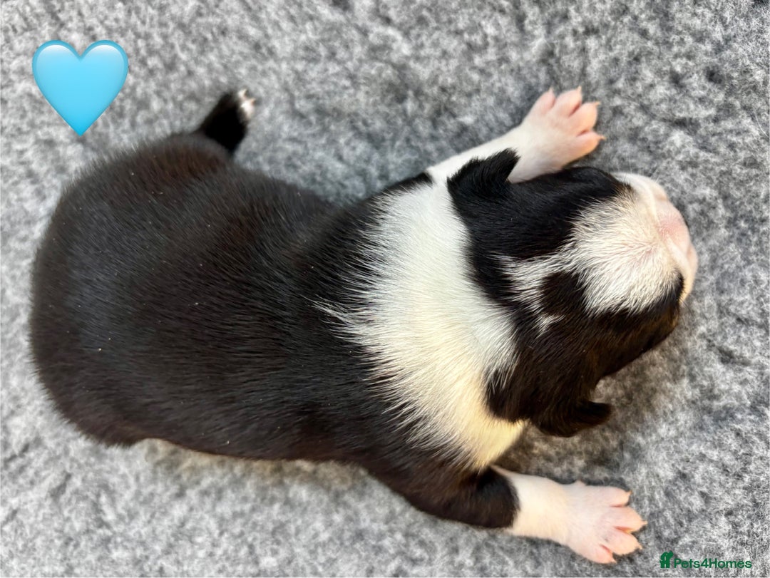 Boston Terrier dogs for sale: Beautiful Boston Terrier Puppies  - Image 20