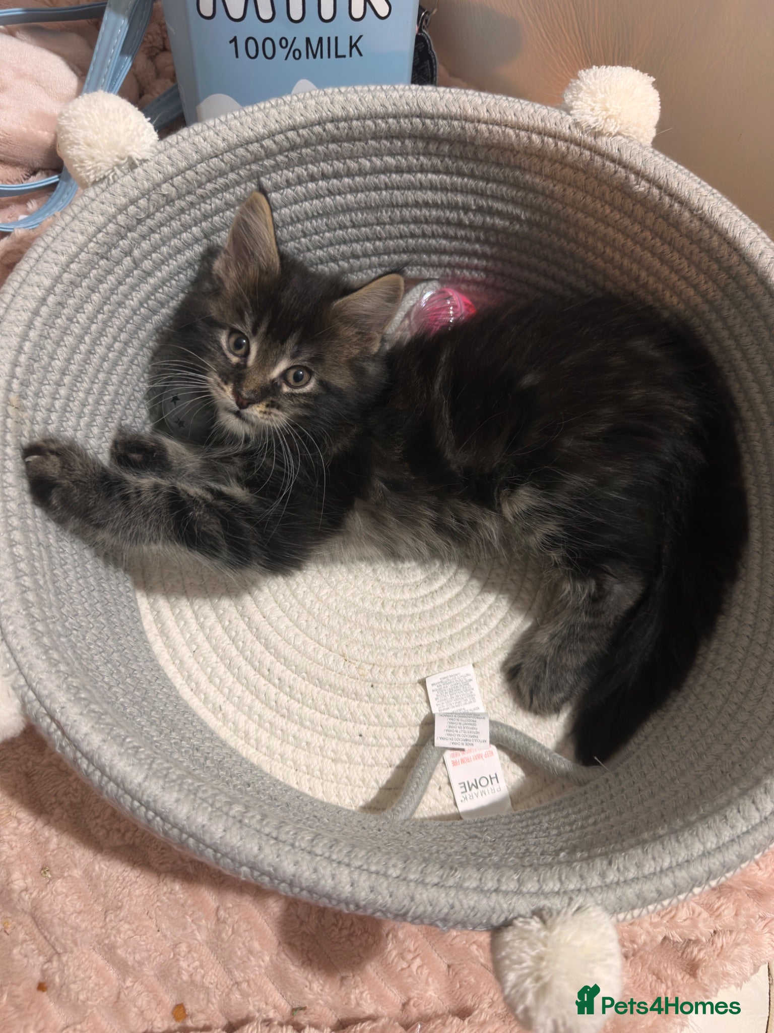 Maine Coon cats Maine Coon kitten 1 tabby boy left!  - Advert 4