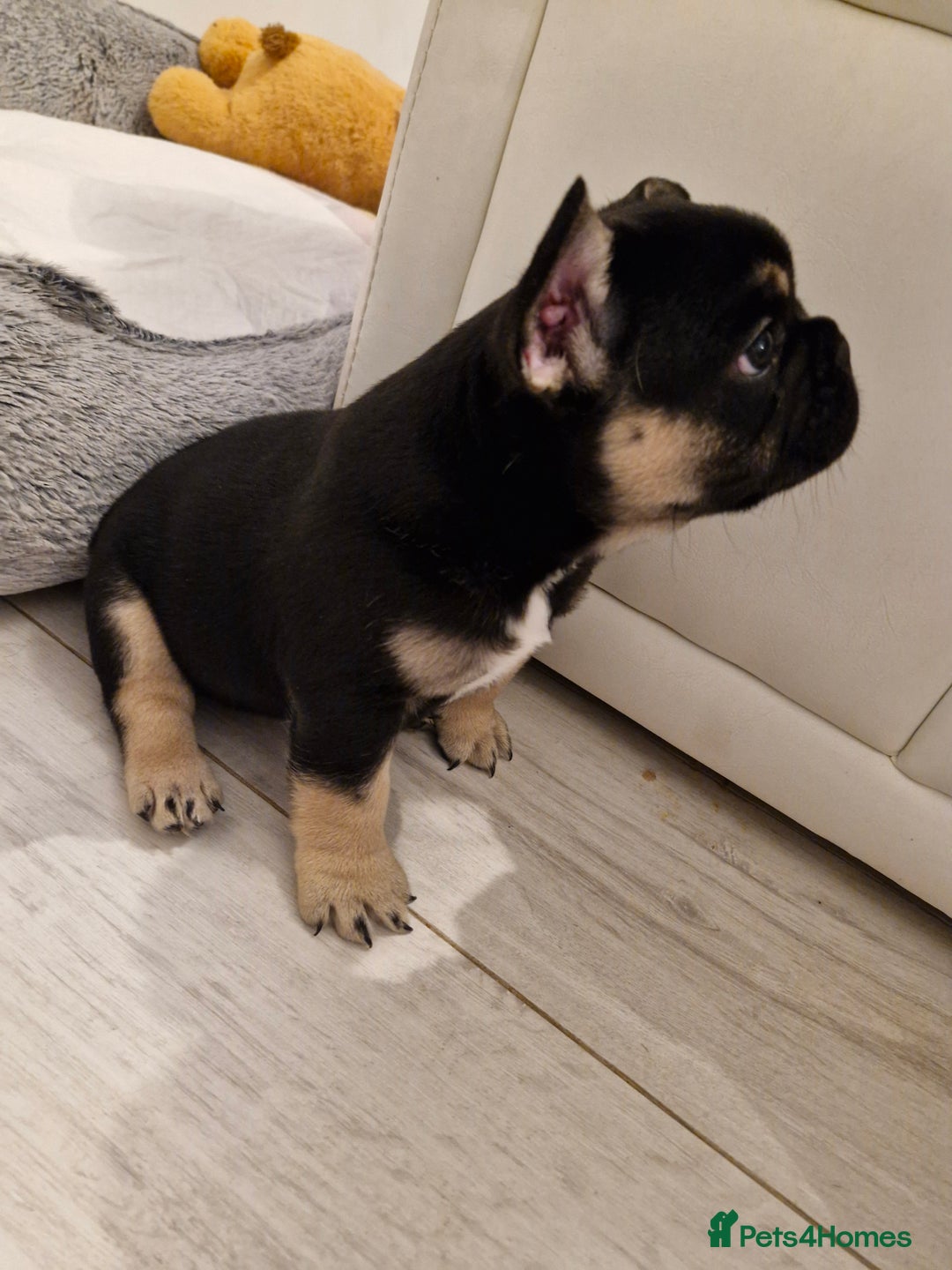 French Bulldog dogs for sale: French bulldogs - Advert 5