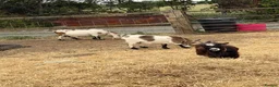 Goats livestock for sale: 4 pigmy nanny’s in kid for sale 1 with kid - Advert 6