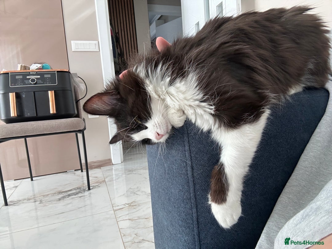 Domestic Shorthair cats for sale: Bulgarian Stray Cat Needing Loving Home - Image 6