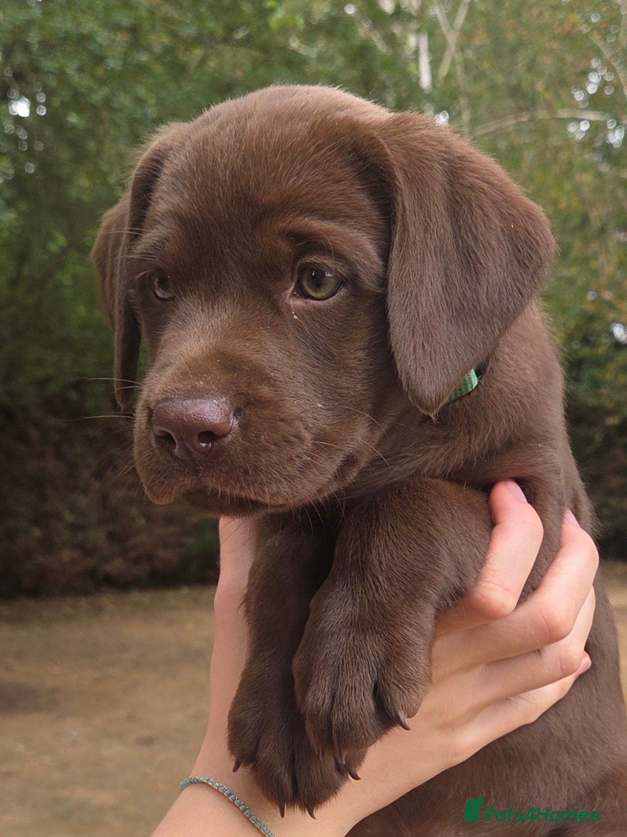 Labrador Retriever dogs KC registered, Chocolate Labrador Puppies - Advert 2