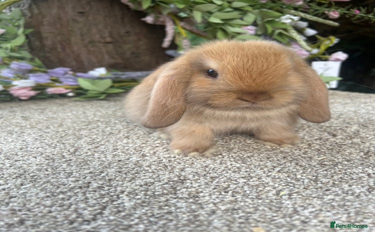 Mini Lop rabbits - Advert 5