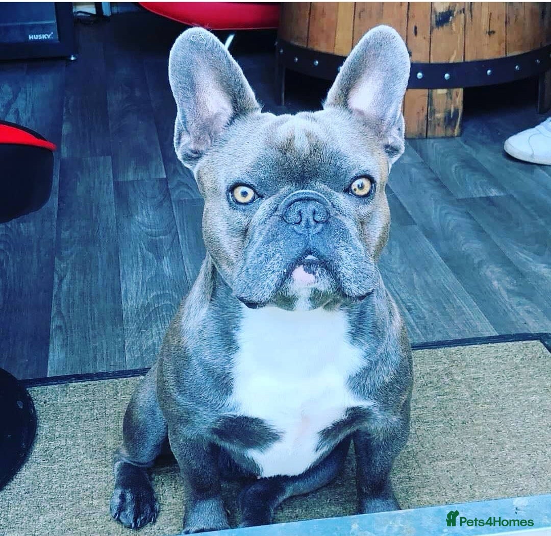 French Bulldog dogs for stud: Blue frenchie stud in Dunfermline - Image 1