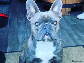 French Bulldog dogs Blue frenchie stud in Dunfermline - Advert 8