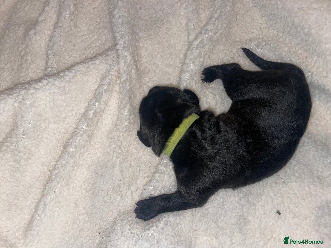 Cane Corso dogs for sale: Harlequin cane corso x pedigree cane corso puppies - Advert 29