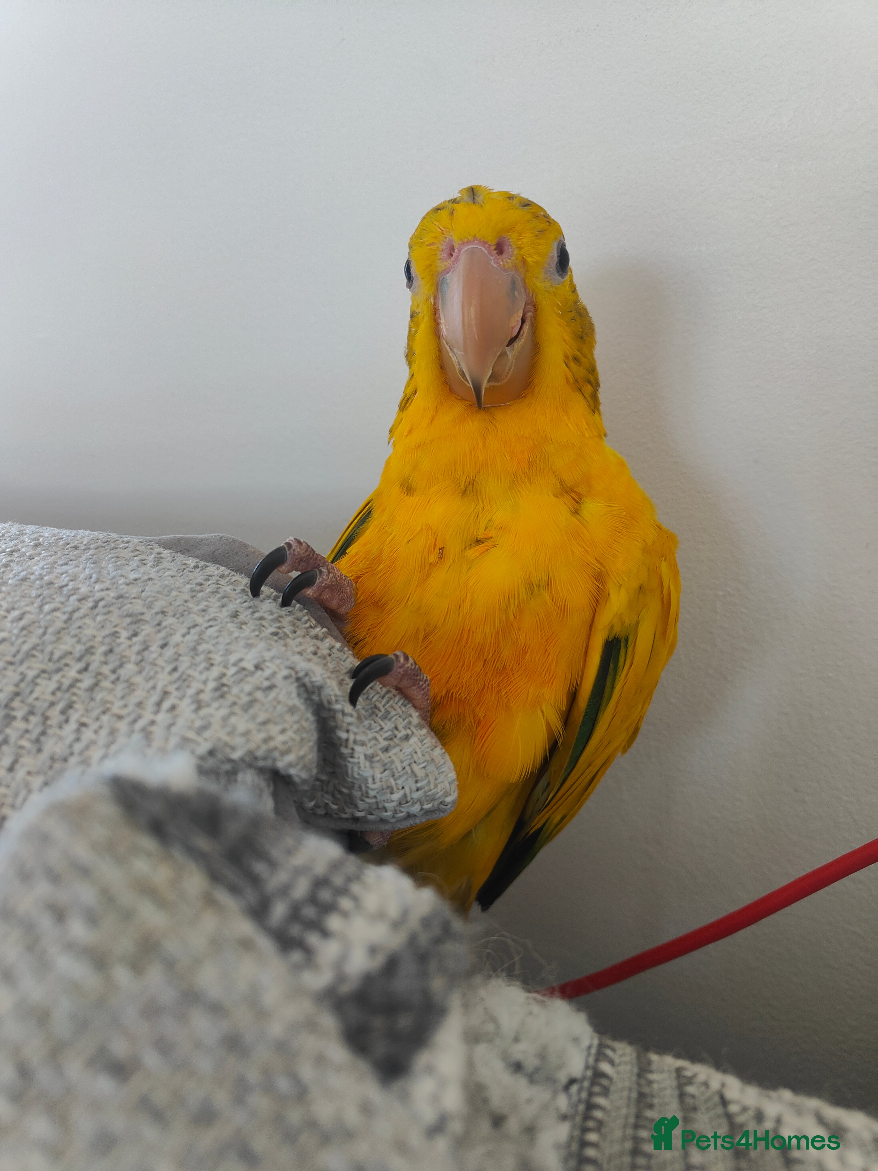 Conures birds Golden Conure Queen of Bavaria Female Baby 7 mths - Advert 5