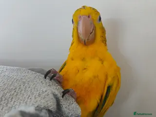 Conures birds Golden Conure Queen of Bavaria Female Baby 7 mths - Advert 2
