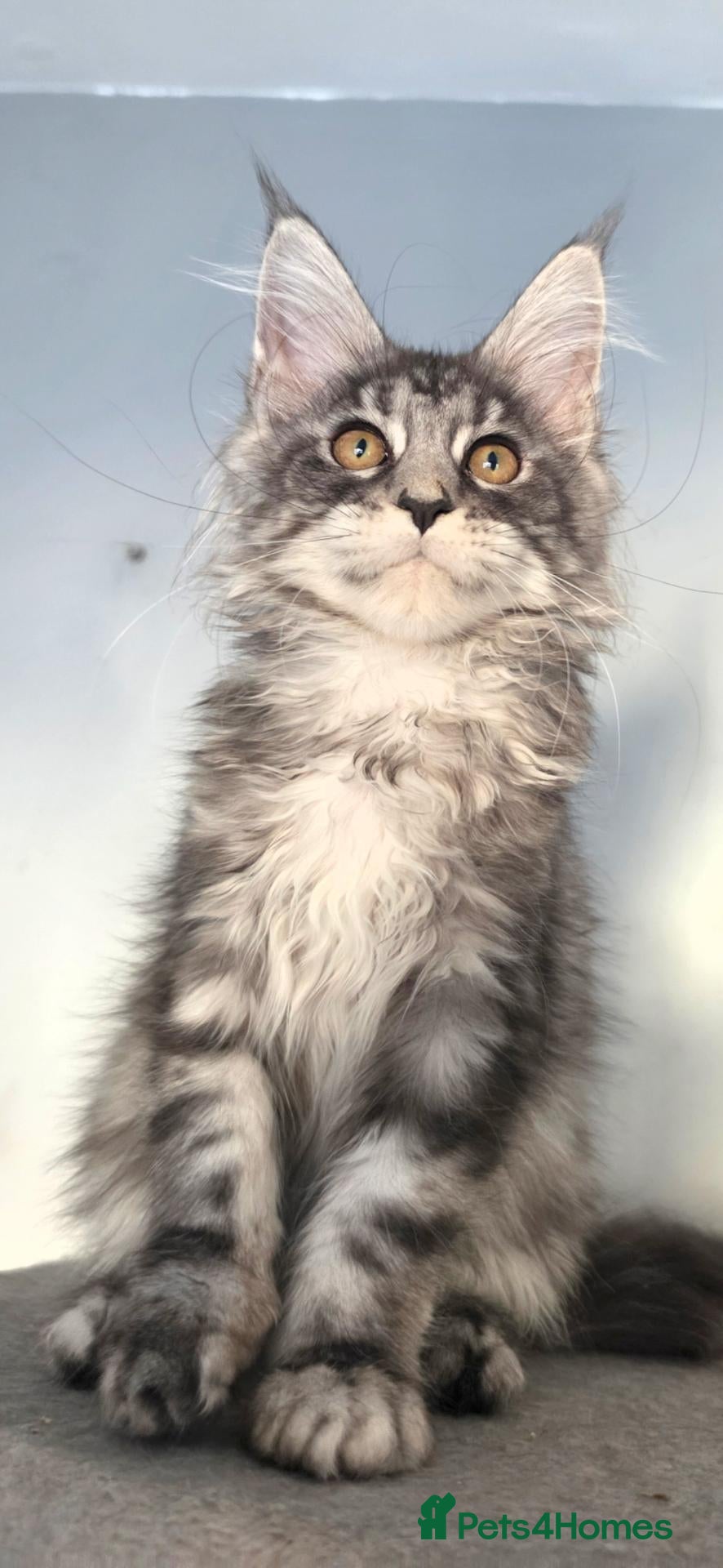 Maine Coon cats GCCF-registered Maine Coon kittens. - Advert 1
