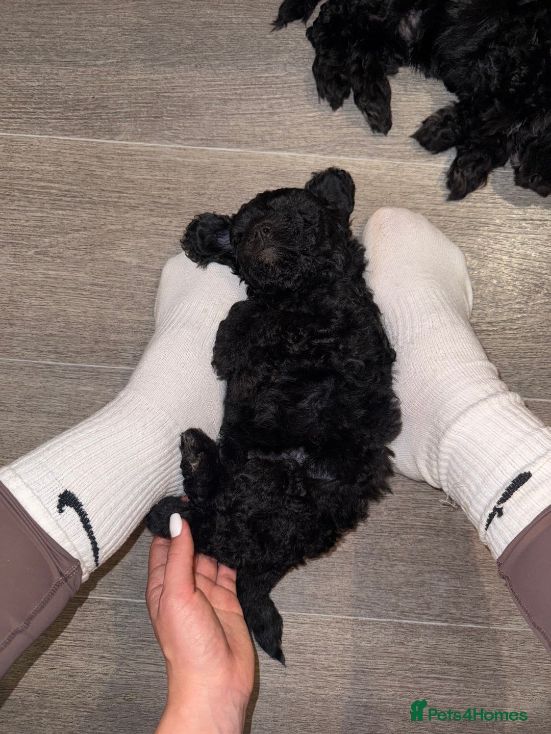 Cavapoo dogs for sale: Cavapoo puppies - Advert 8