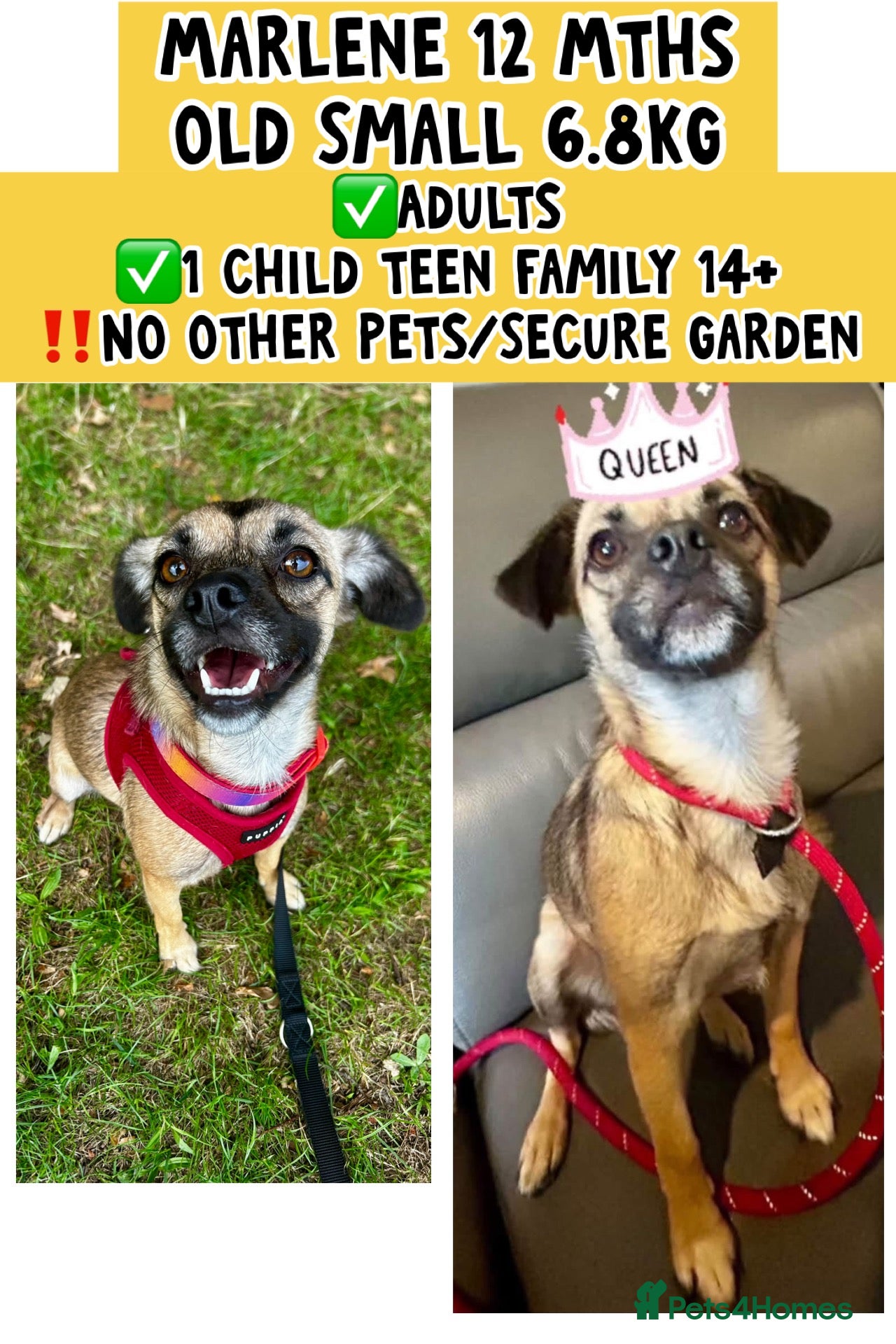 Mixed Breed dogs Meet Marlene  12 months old  6.5 kg Romanian mix  - Advert 8