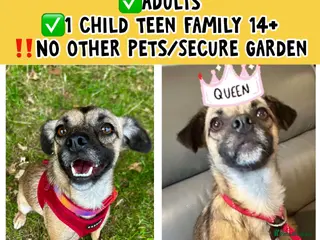 Mixed Breed dogs Meet Marlene 12 months old 6.5 kg Romanian mix - Advert 8
