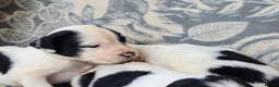 English Springer Spaniel dogs for sale: springer spaniel litter. 2 AVAILABLE  - Advert 27