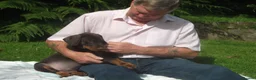 Dobermann dogs for sale: Torcheney Puppies Due March 2026 - Wait List Open - Advert 5