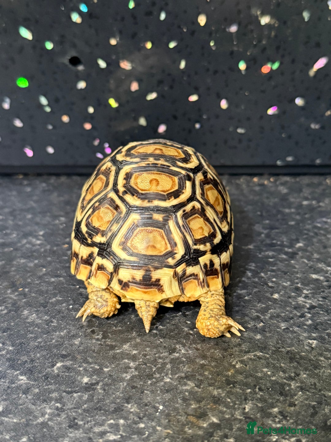 Tortoise reptiles for sale: Tortoise African Leopard  - Image 5