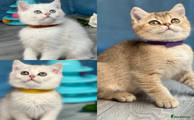 British Shorthair cats - Advert 11