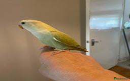 Lovebirds birds for sale: Beautiful hand reared baby lovebird  - Image 6