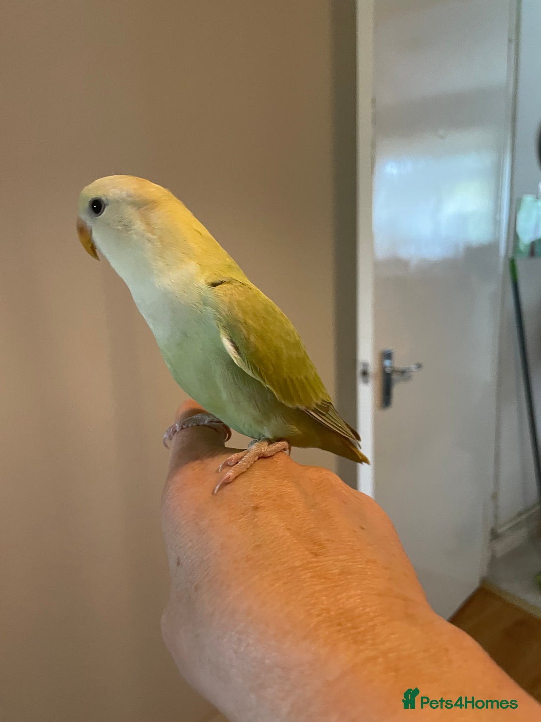Lovebirds birds for sale: Beautiful hand reared baby lovebird  - Image 6