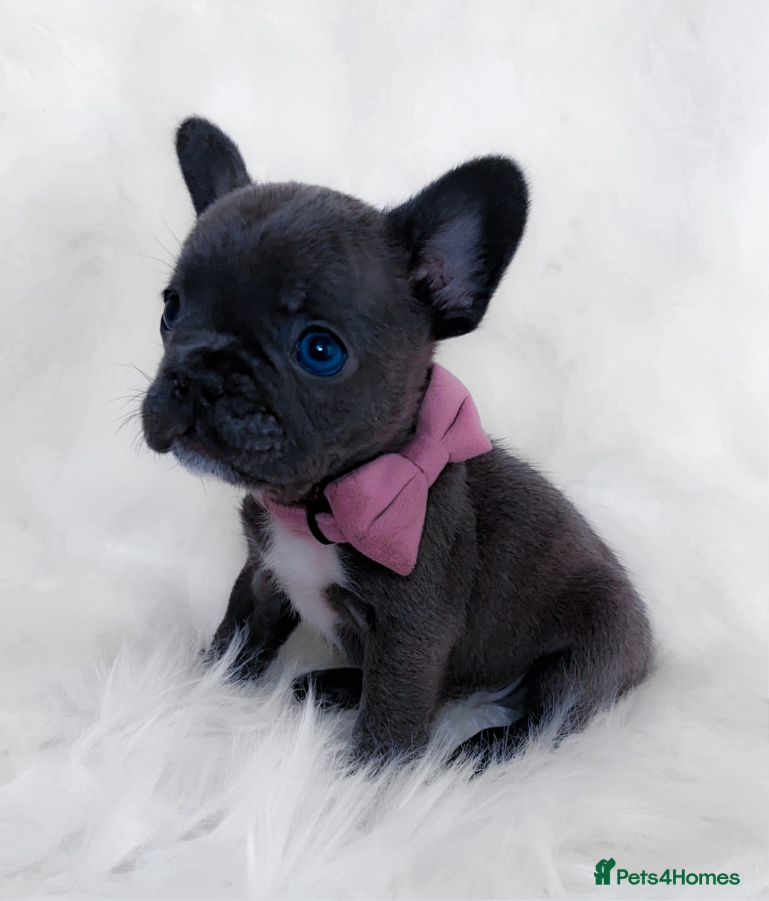 French Bulldog dogs for sale: 🌸Isabella,Rojo,Lilac,Blue,Chocolate🌸 - Advert 11