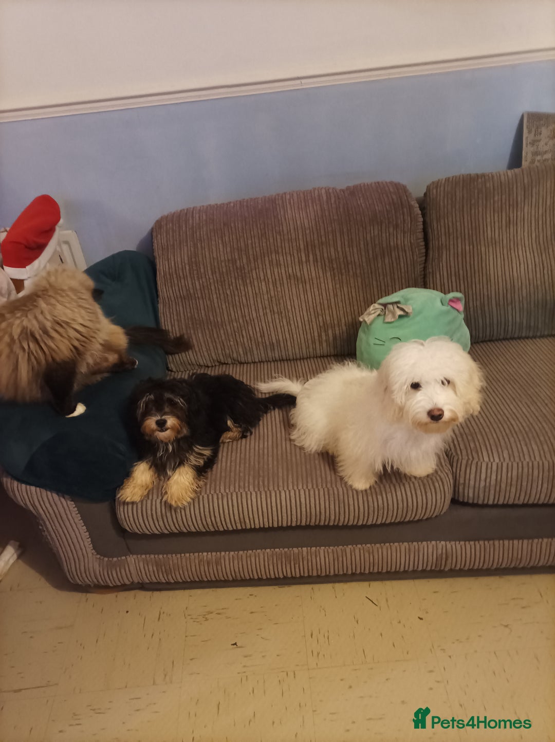 Maltipoo dogs for sale: Beautiful Maltipoo puppies  - Advert 26