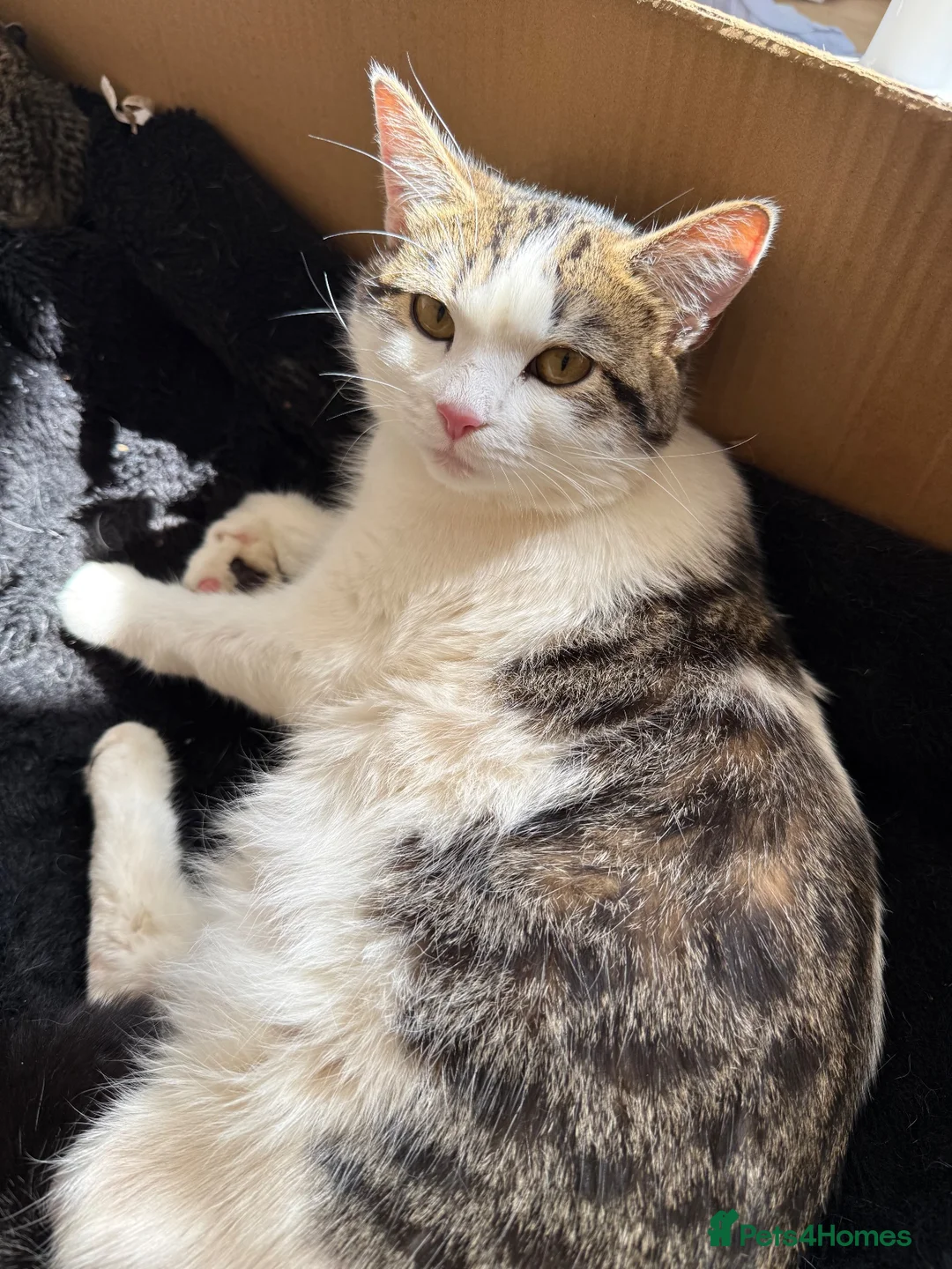 Mixed Breed cats for sale: Kittens for sale ready to go now.  in Gillingham - Advert 1