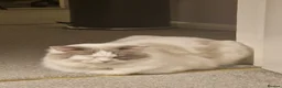 Ragdoll cats for sale: Beautiful and playful ragdoll in Milton Keynes - Advert 3