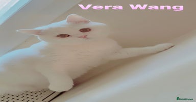 British Shorthair cats - Advert 5