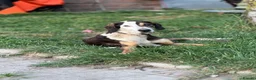Mixed Breed dogs for adoption: Simba - Advert 7