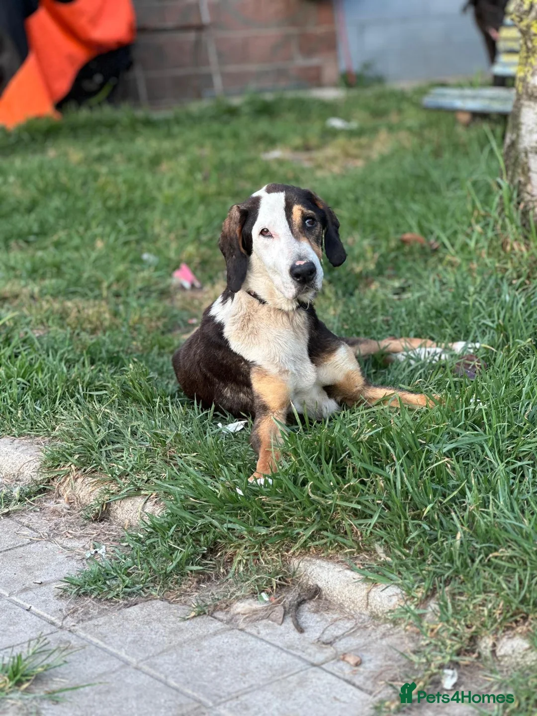 Mixed Breed dogs for adoption: Simba - Advert 7