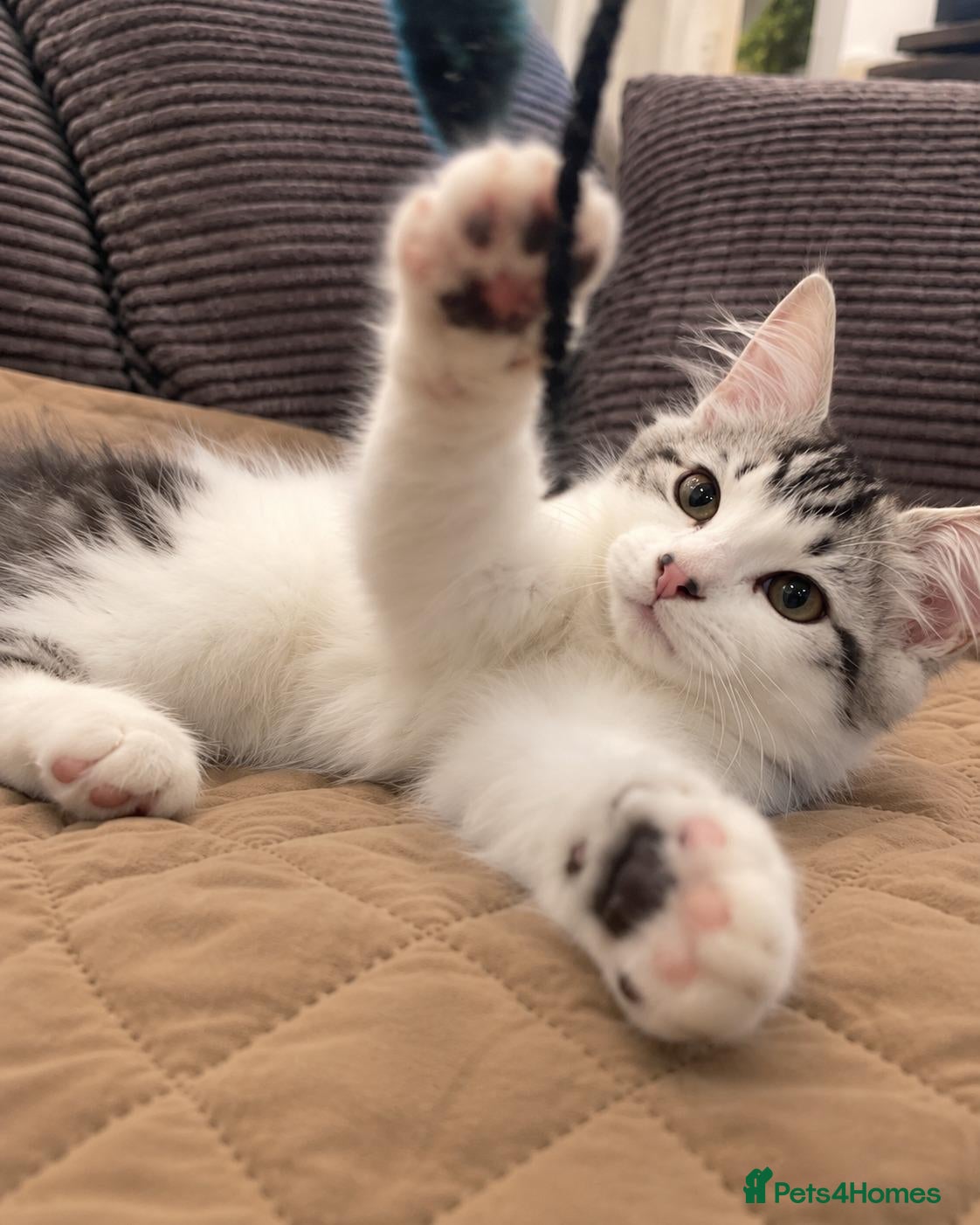 Siberian cats for sale: Gorgeous Siberian kitten waiting for you🌞. - Advert 7