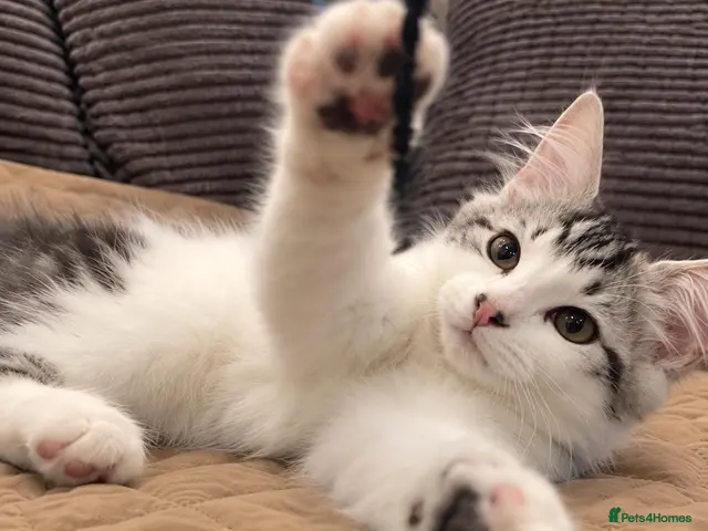 Siberian cats for sale: Gorgeous Siberian kitten waiting for you🌞. - Advert 7