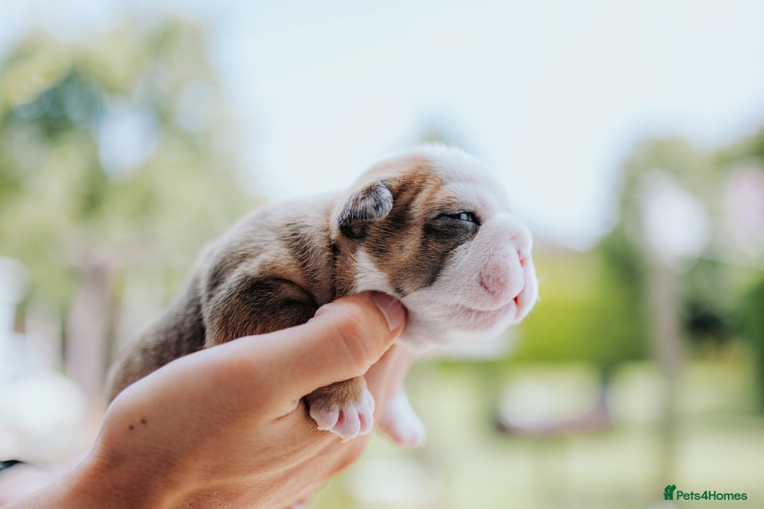 English Bulldog dogs for sale: Stunning litter of  English bulldog puppies - Image 20