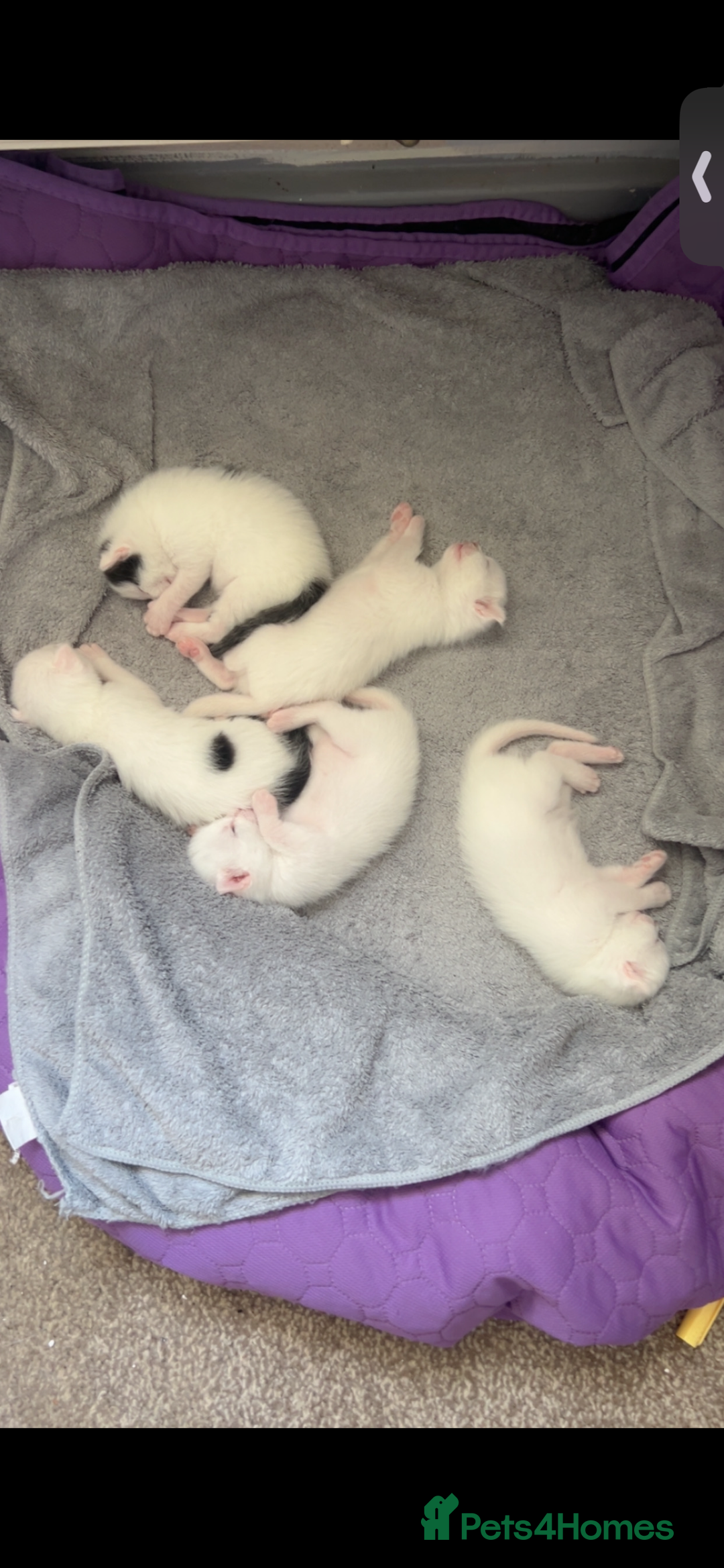 Mixed Breed cats for sale: Kittens  - Advert 6