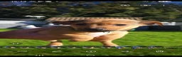 Jack Russell dogs for sale: Beautiful Jack Russell puppies - Advert 7