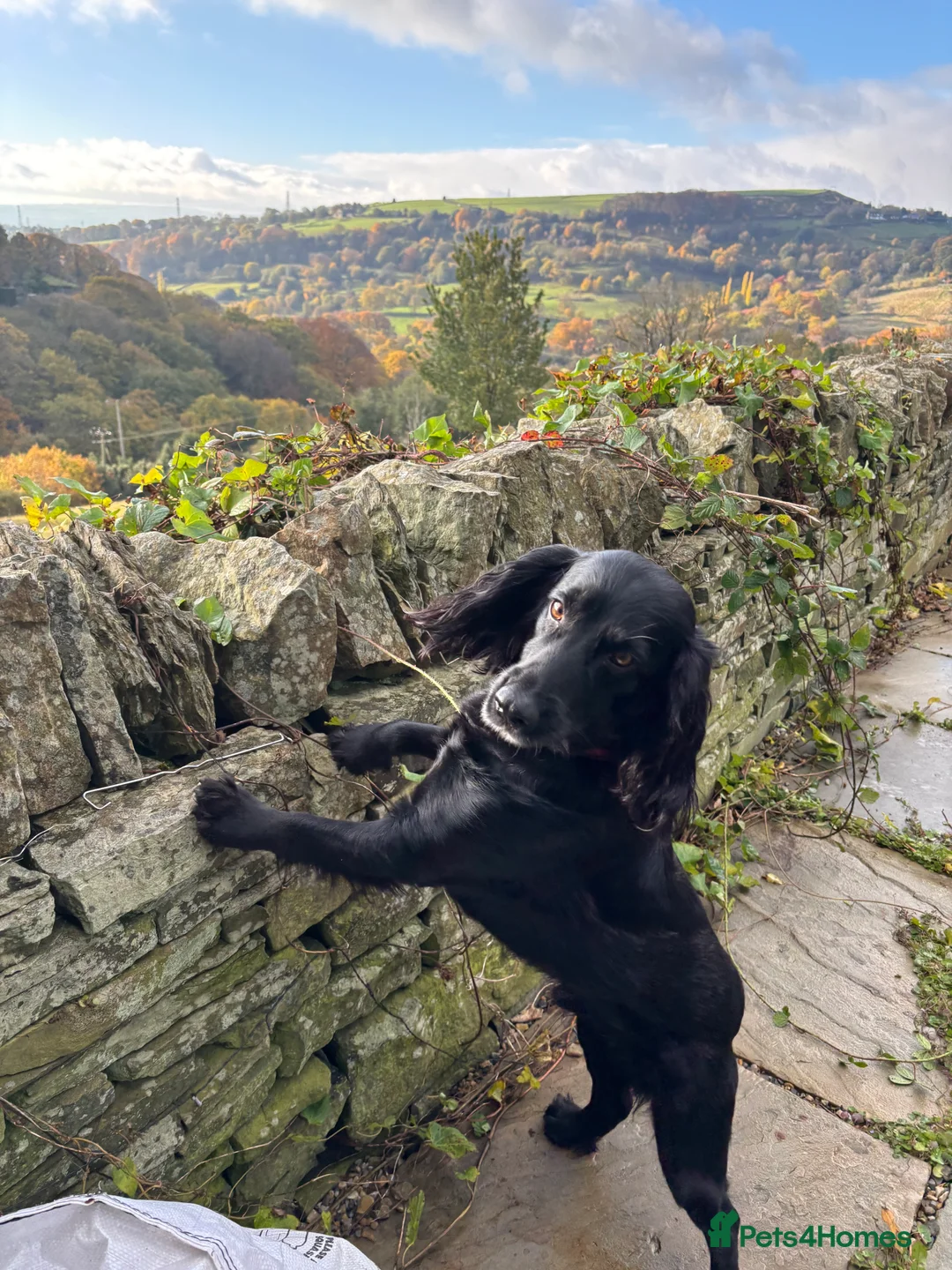 Cocker Spaniel dogs for stud: Cocker Spaniel for stud - NO FEE - Advert 1