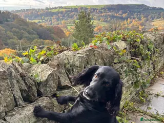 Cocker Spaniel dogs Cocker Spaniel for stud - NO FEE* - Advert 1