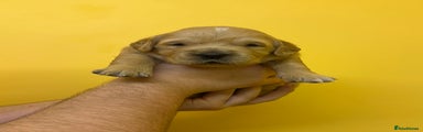 Golden Retriever Puppy 1