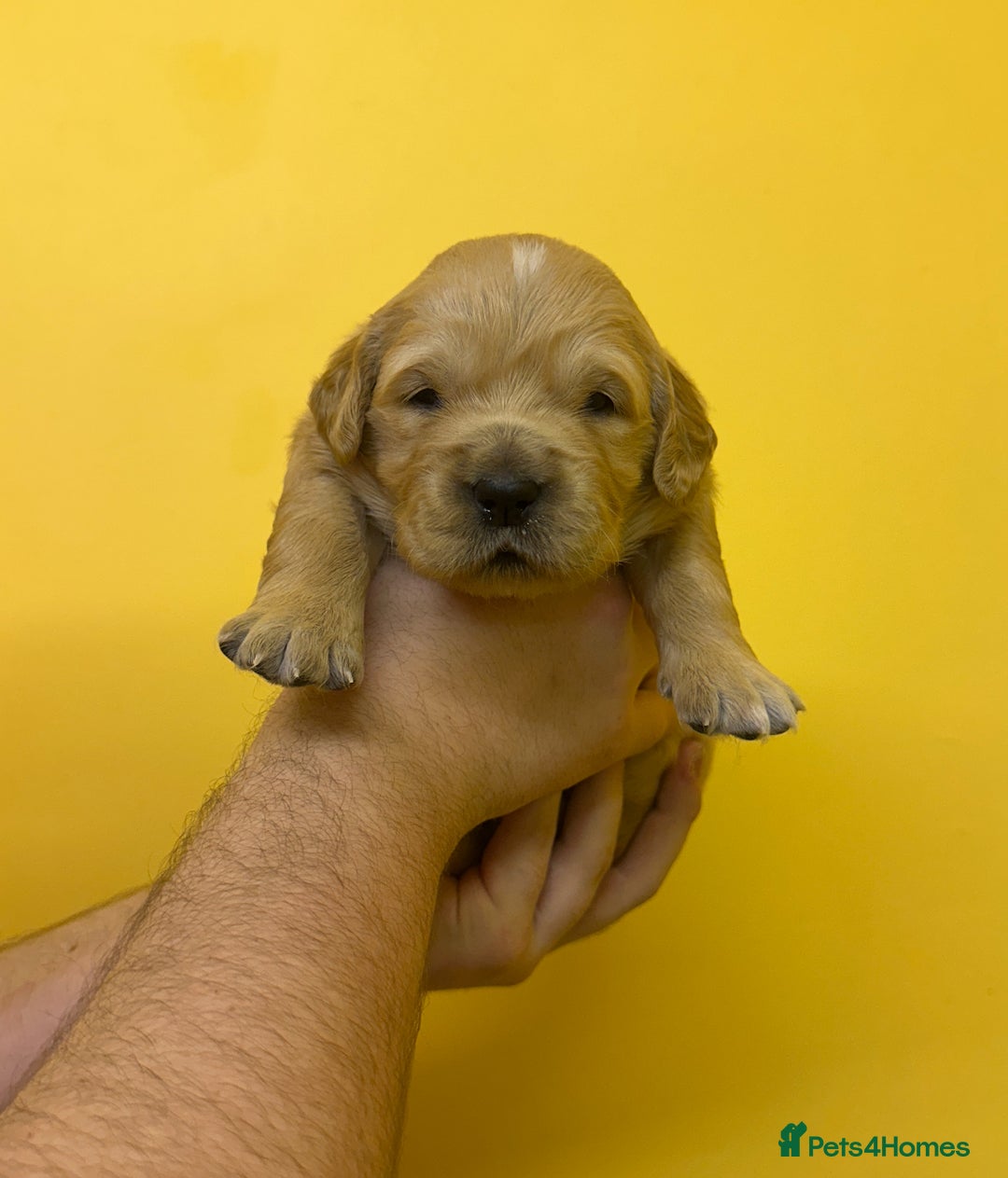 Golden Retriever dogs for sale: Stunning golden retriever puppies for sale  - Advert 33