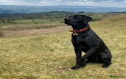 Labrador Retriever dogs for stud: KC Labrador, Health and DNA-Tested, Proven Stud in Cobham - Image 1