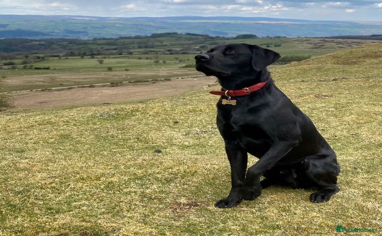 Labrador Retriever dogs in Cobham - Advert 1
