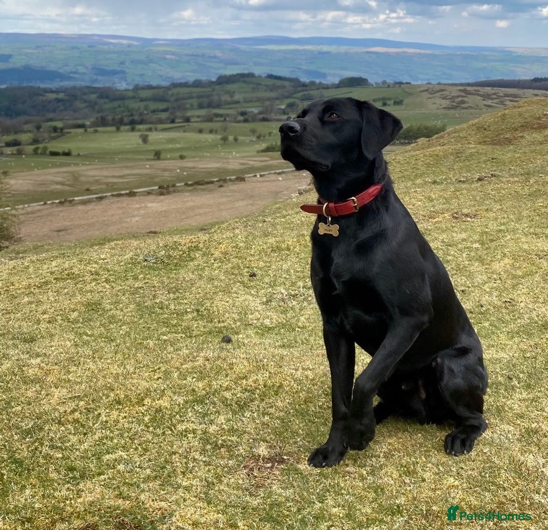 Labrador Retriever dogs for stud: KC Labrador, Health and DNA-Tested, Proven Stud in Cobham - Image 1