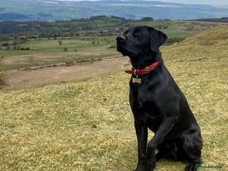 Labrador Retriever dogs in Cobham - Advert 8