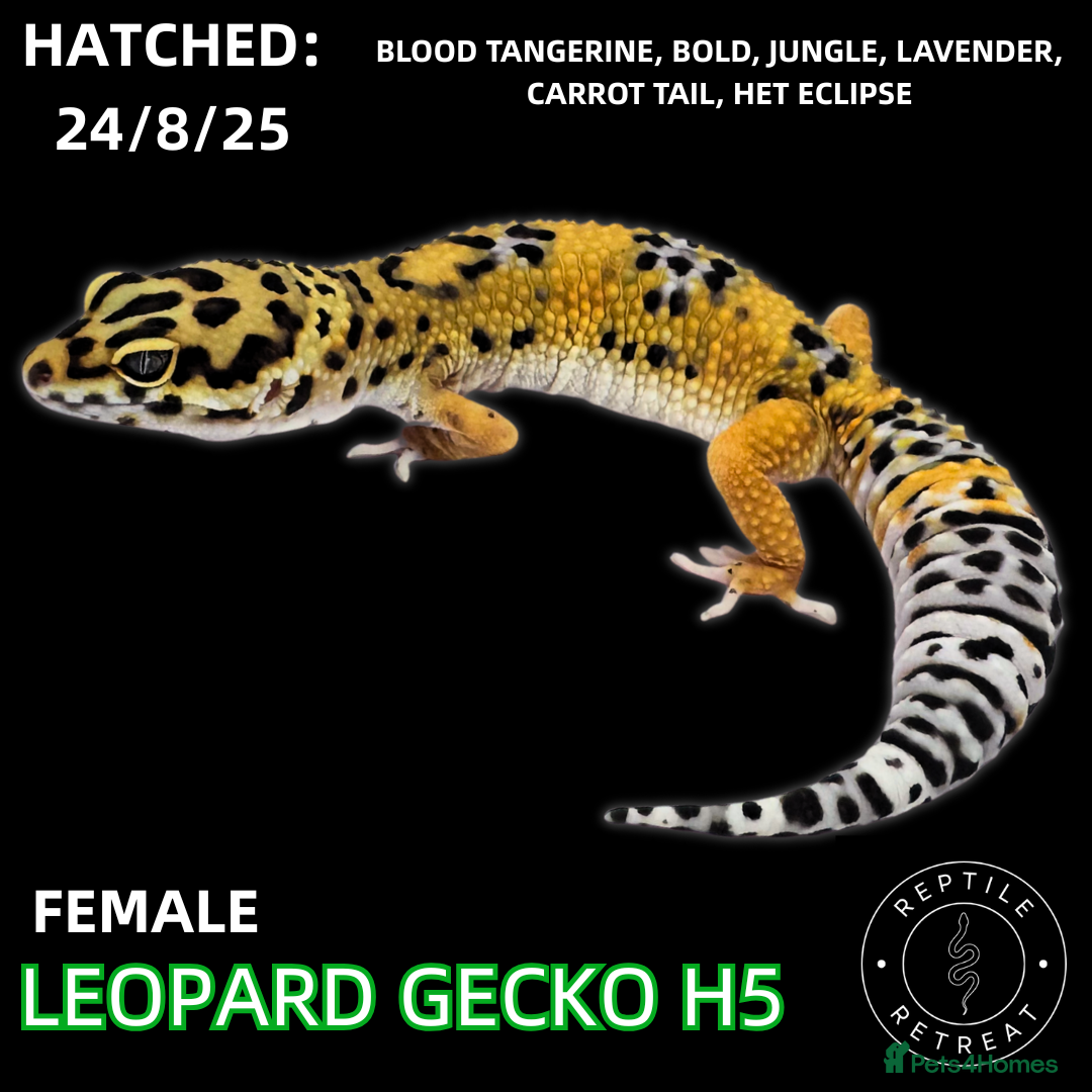 Leopard Gecko reptiles Leopard Geckos (NEW GECKOS ADDED!) - Advert 1