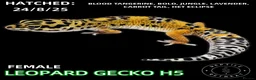 Leopard Gecko reptiles for sale: Leopard Geckos (NEW GECKOS ADDED!) - Advert 9