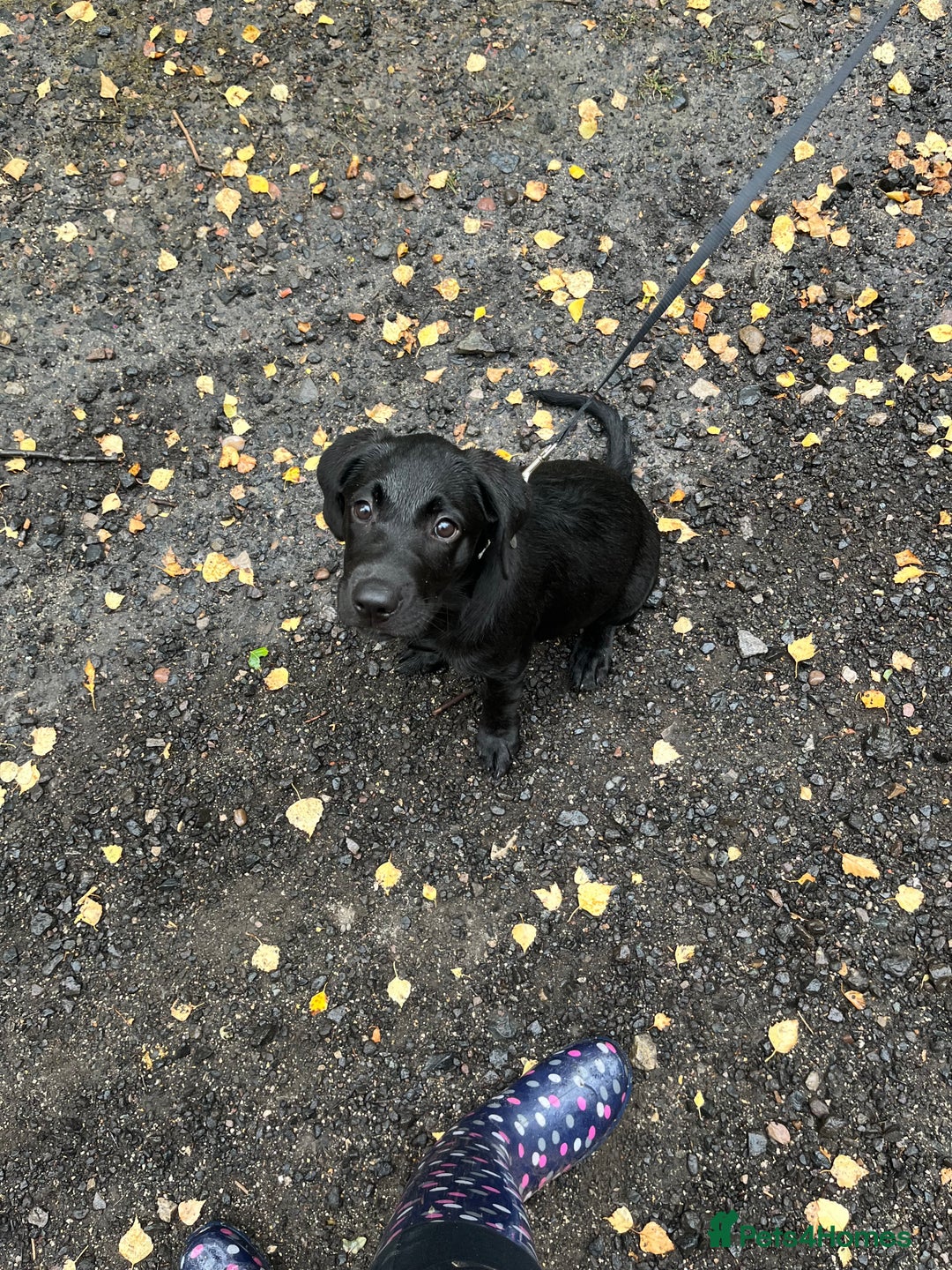 Labrador Retriever dogs for sale: Milo 6 month old back KC registered puppy - Advert 5