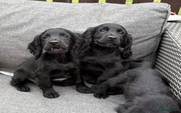 Cocker Spaniel dogs for sale: Cocker spaniel puppies🐶 - Image 7